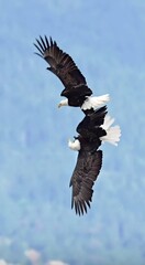 american bald eagle