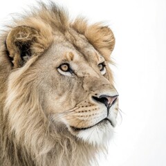portrait of a male lion