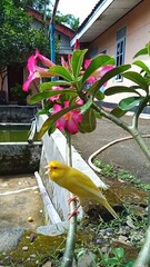 tropical bird in a tropical garden