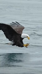american bald eagle