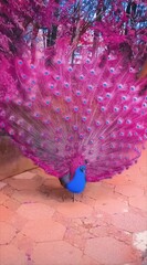 peacock feather in the sun