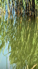 green leaves reflected in water