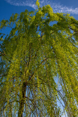 albero salice piangente con sfondo azzurro