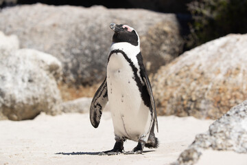 A funny African penguin enjoys the sun's rays.