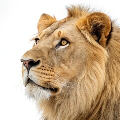 lion face on white background