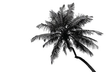 Obraz premium Tropical palm contour white background 