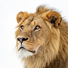 Fototapeta premium portrait of a male lion