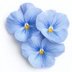 Light blue pansies close up view on white background