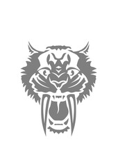 tigre grande dent feroce dessin