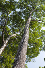 Looking up from down tree, Dipterocarpus tree, Big tree in Vietnam