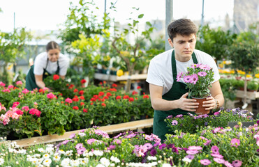 male employee of trading floor checks correspondence of price on label of pot with Cape daisy plant and on price tag