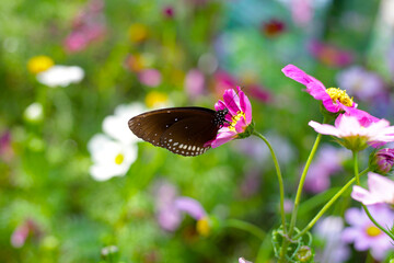 A beautiful butterfly in the garden