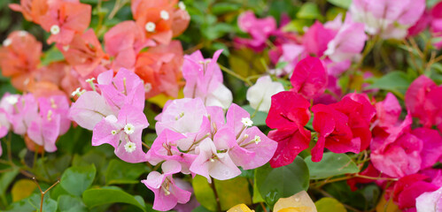 Colorful bougainvillea flowers in full bloom. A vibrant mix of pink, orange, yellow, and white