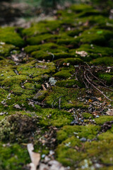 A beautiful close-up of lush green moss covering the forest floor, creating a soft and vibrant natural texture