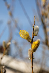 Branch with flowering pussy willow (Salix caprea) on a sunny spring day in March. Easter branch with hairy, furry, fluffy bright catkins. Macro close up of yellow seeds. Blue sky in the background.
