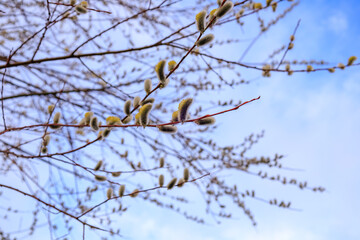 Branch with flowering pussy willow (Salix caprea) on a sunny spring day in March. Easter branch with hairy, furry, fluffy bright catkins. Macro close up of yellow seeds. Blue sky in the background.