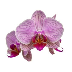 Fototapeta premium Cluster of Vibrant Pink Orchids White Background