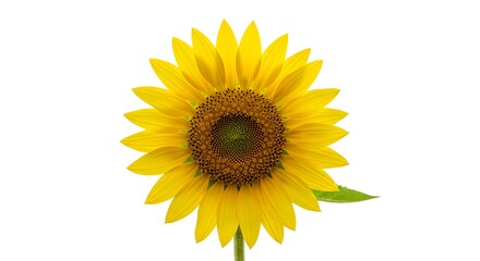 Obraz premium Bright Yellow Sunflower with Natural Petals on white background 