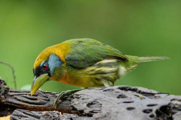 blue and yellow macaw