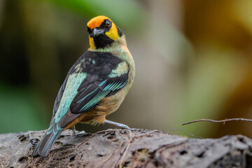 Tanager