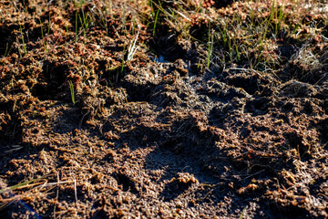 Close-up of a wet, spongy peat bog surface in natural sunlight