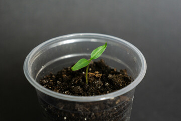 Seedling sprouts growing in a transparent plastic cup against a black background. Home gardening and self-growing concept. Close-up.