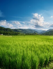 Fototapeta premium 7月の緑豊かな田園風景、太陽の光が降り注ぎ、青空と白い雲が広がる。穏やかな風に揺れる稲穂が、夏の温かい空気を感じさせる風景