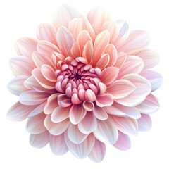 Fototapeta premium chrysanthemum flower Isolated on white transparent background