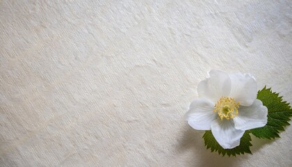 Naklejka premium 微細な和紙の質感とタマスダレの純白が描く、涼やかな夏の朝の一瞬