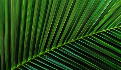Close-up of a lush green palm leaf with intricate vein patterns and vibrant hues, showcasing nature's geometric beauty.