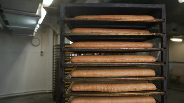 Professional baker carefully arranging fresh bread loaves on industrial oven trays, ensuring consistent baking and optimal golden-brown quality