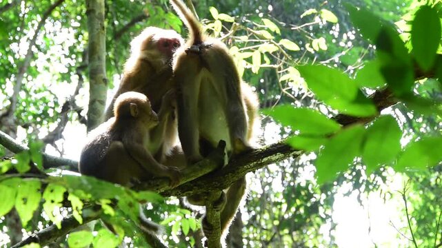 Assamese Macaque Monkey,Macaca assamensis