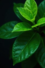 Vibrant green leaves, sharp focus, dark backdrop, macro, vegetation
