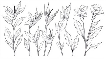 Naklejka premium Vector Set of Outline Bird of Paradise Flowers and Leaves for Spring Designs