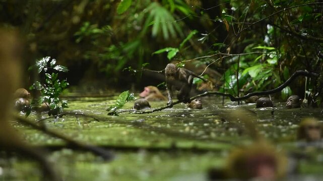 Assamese Macaque Monkey in Thailand Forest,infant monkey in nature