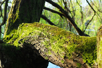 moss on tree