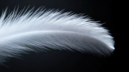 Obraz premium Close-up of a delicate white feather