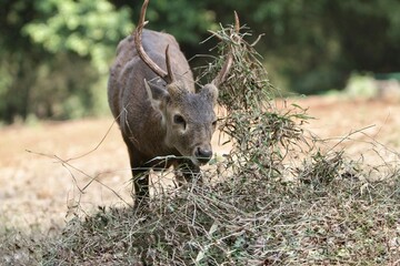 a bawean deer eating grass during the day
