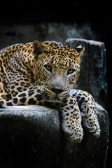 A leopard resting on a rock during the day