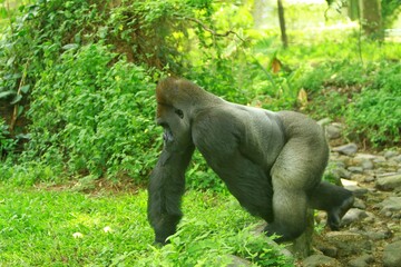 A silverback gorilla walks in the bush during the day