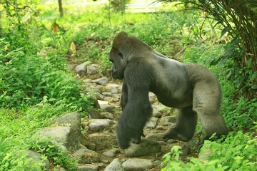 A silverback gorilla walks in the bush during the day