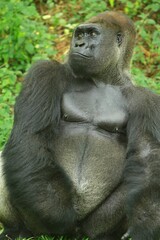 A silverback gorilla resting in a bush during the day