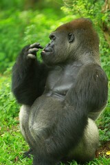 A silverback gorilla resting in a bush during the day © Pitokung