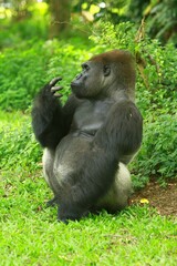 A silverback gorilla resting in the grass during the day