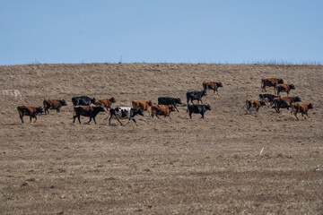 Herd of Dairy Cattle Walking in Field in Rural Pennsylvania 