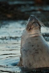 Seal on dalkey island Dublin Ireland at sunset summer