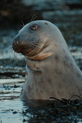 Seal at Dalkey Island Dublin Ireland at sunset 
