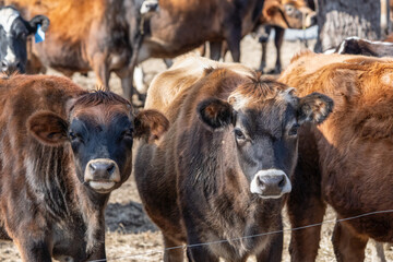 Dairy Cattle in Pasture on Farm in Rural Pennsylvania 