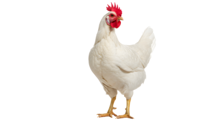 White leghorn chicken standing alert on transparent background