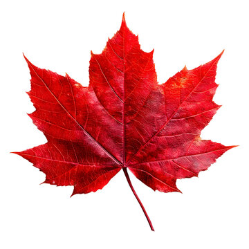 leaf09 red sugar maple leaf leaves plant nature foliage stalk green tree transparent background cutout